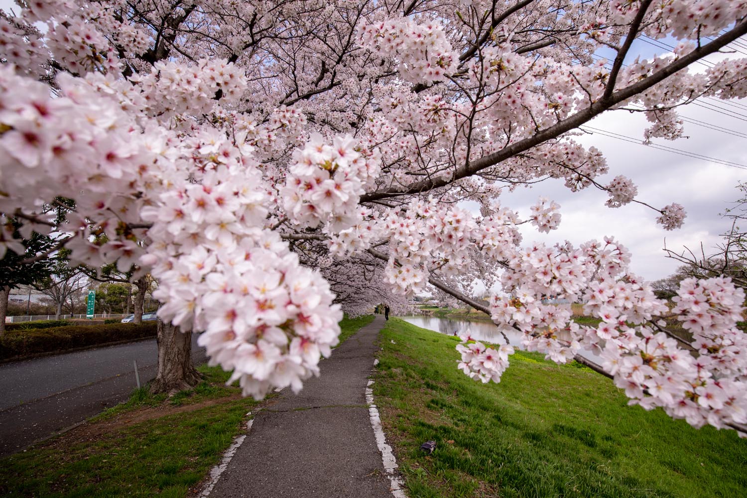 iwatsukibunka_1500sakura01.jpg