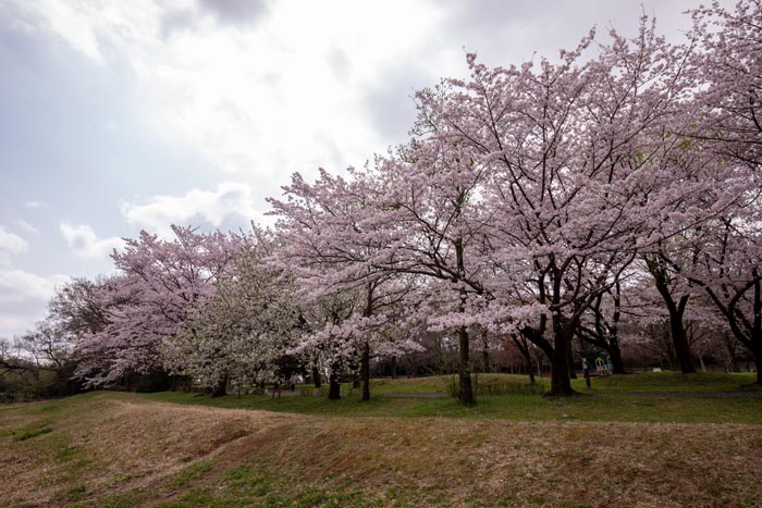 岩槻文化公園（槻の森公園）　芝生広場の桜