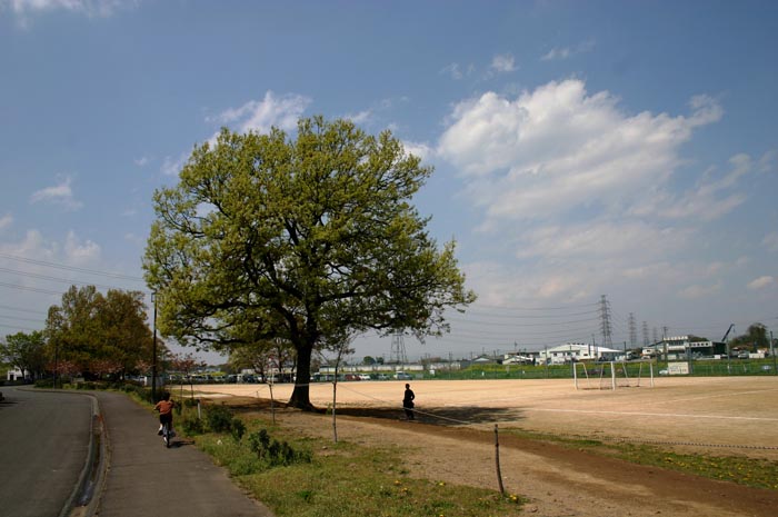岩槻文化公園(槻の森公園) 多目的運動場