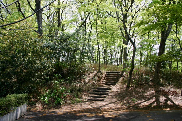 岩槻 槻 の 森