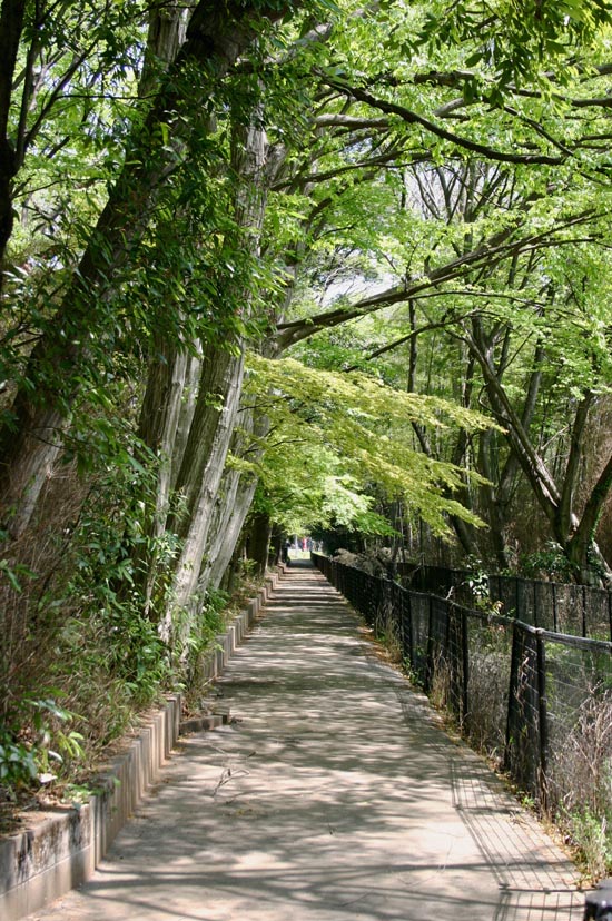 岩槻 槻 の 森