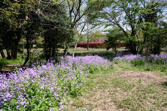 岩槻文化公園(槻の森公園)