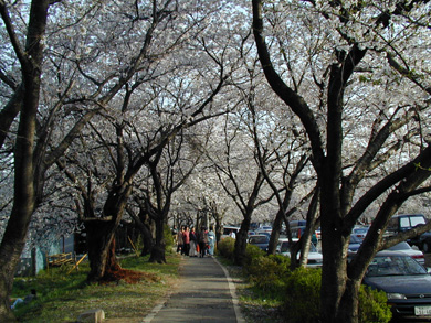 岩槻城址公園　桜まつり　桜のトンネル