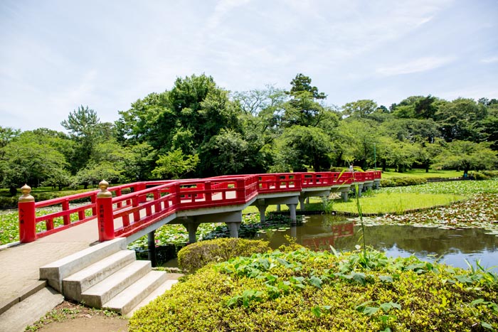 岩槻城址公園 八ツ橋と菖蒲池