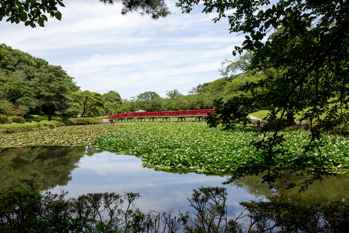 岩槻城址公園 八ツ橋と菖蒲池