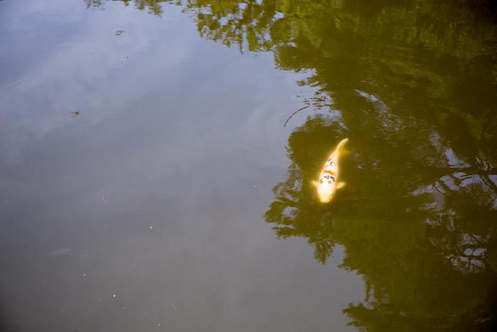 岩槻城址公園 八ツ橋と菖蒲池