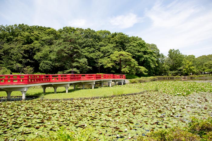 岩槻城址公園 八ツ橋と菖蒲池