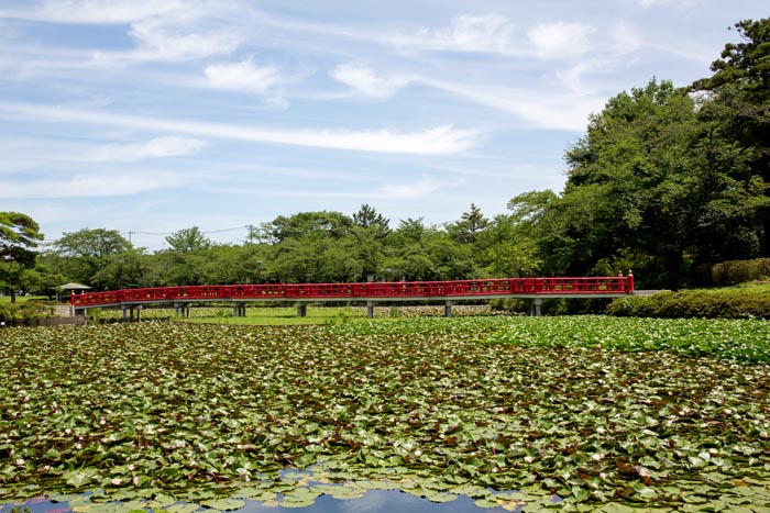 岩槻城址公園 八ツ橋と菖蒲池
