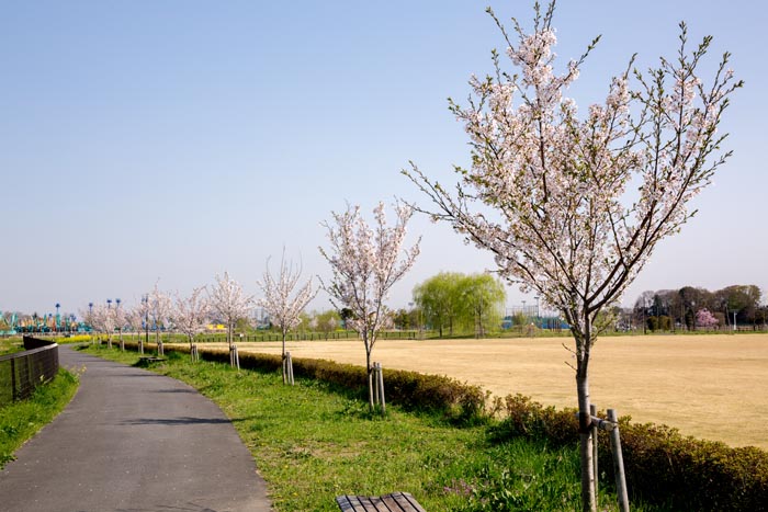 上谷総合公園　満開の桜