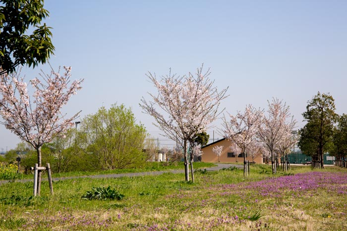 上谷総合公園　満開の桜