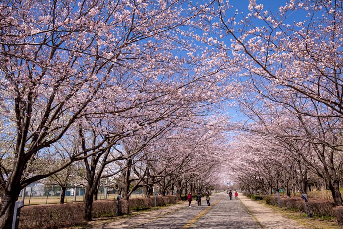 柏の葉公園 千葉県柏市 満開の桜の広場と桜並木 公園へ行こう