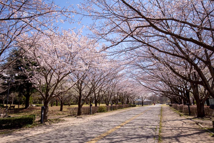 柏の葉公園　満開の桜　北エントランスの桜並木
