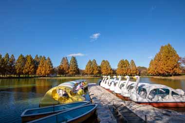 川越公園（川越水上公園）　ボート乗り場とメタセコイアの紅葉