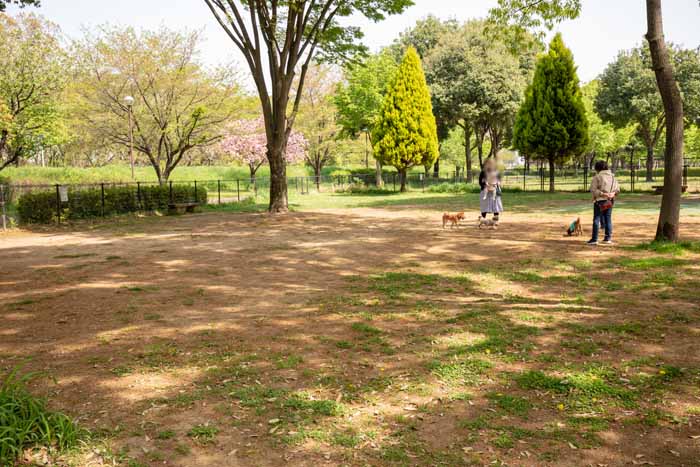 川越公園（川越水上公園）　ドッグラン　小型犬エリア