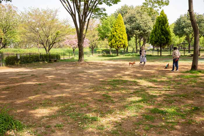 川越公園(川越水上公園) ドッグラン 小型犬エリア