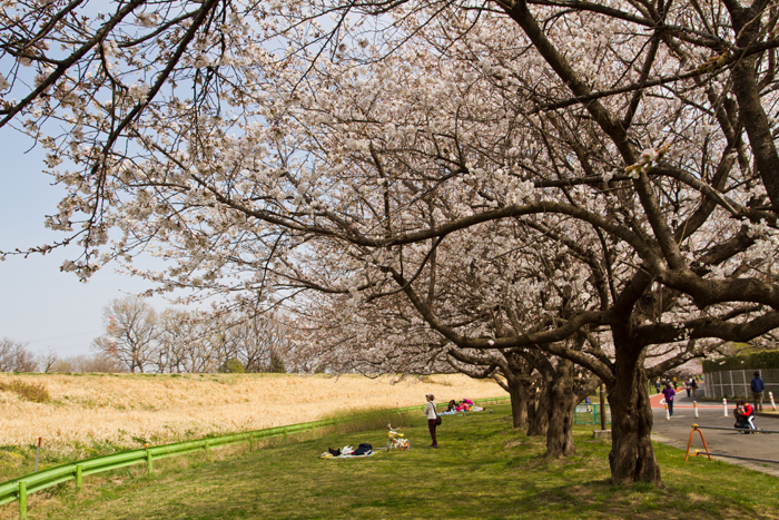 川越公園（川越水上公園）　桜並木と土手