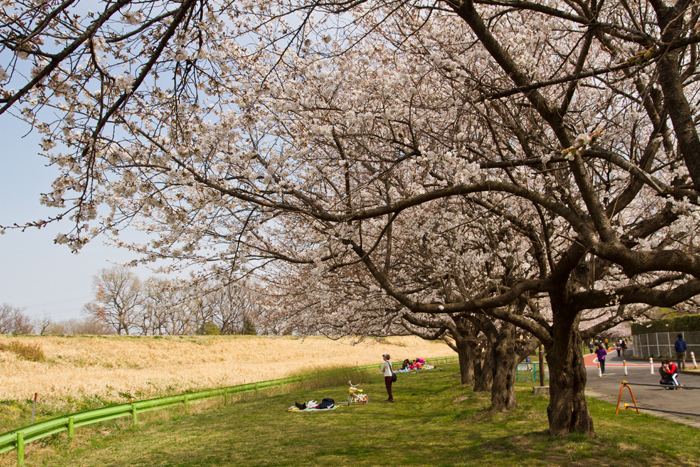 川越水上公園 川越市 桜並木 公園へ行こう