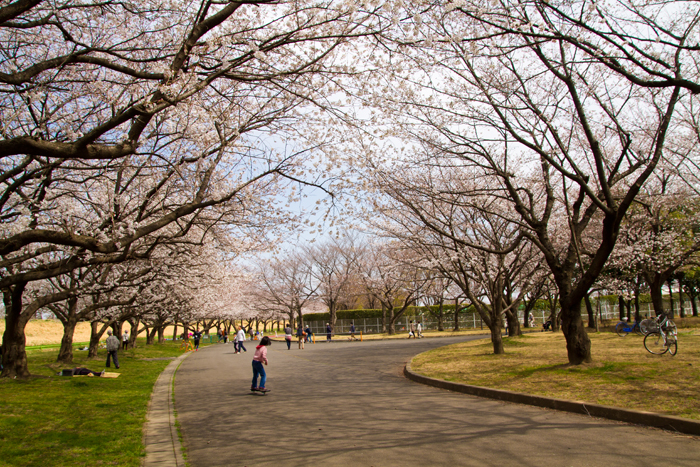 川越水上公園 川越市 桜並木 公園へ行こう