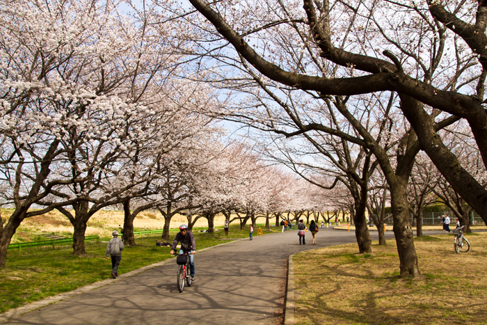 川越公園（川越水上公園）　桜並木