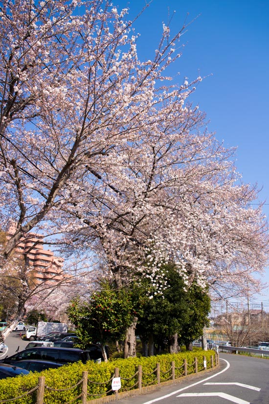 川口自然公園　緑のヘルシーロード沿いの桜　桜回廊