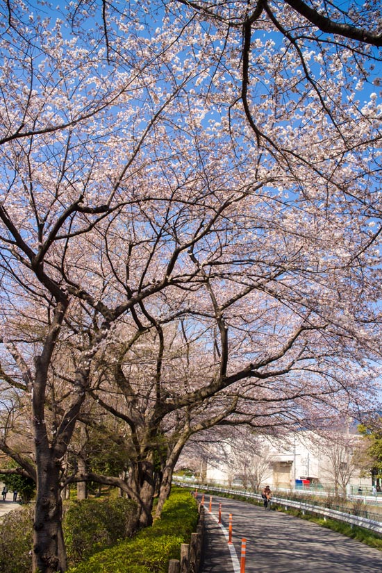川口自然公園　緑のヘルシーロード沿いの桜　桜回廊