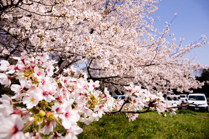 川里中央公園　西側エリアの桜　満開