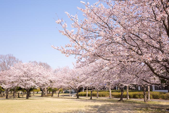 川里中央公園　東側エリアの桜　満開