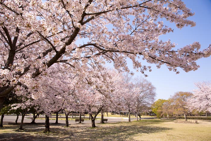 川里中央公園　東側エリアの桜　満開