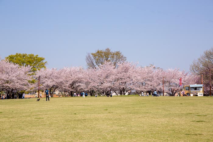 加須はなさき水上公園／加須市／埼玉県／花見／桜／BBQ／配達／バーベキューレンタル／