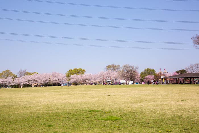 加須はなさき水上公園　満開の桜