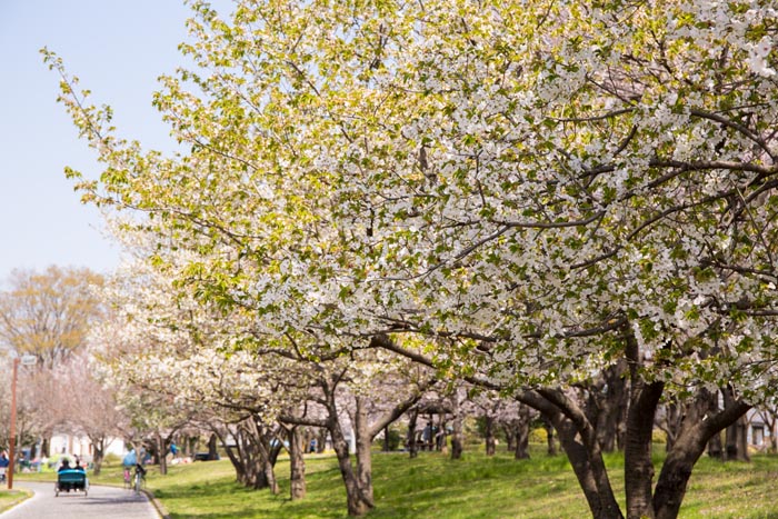 加須はなさき水上公園 満開の桜