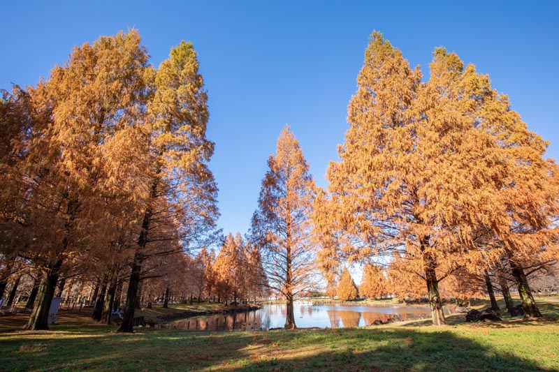 加須はなさき水上公園　メタセコイアの紅葉