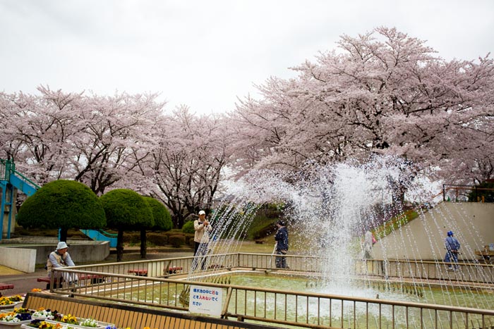 北本市子供公園　満開の桜
