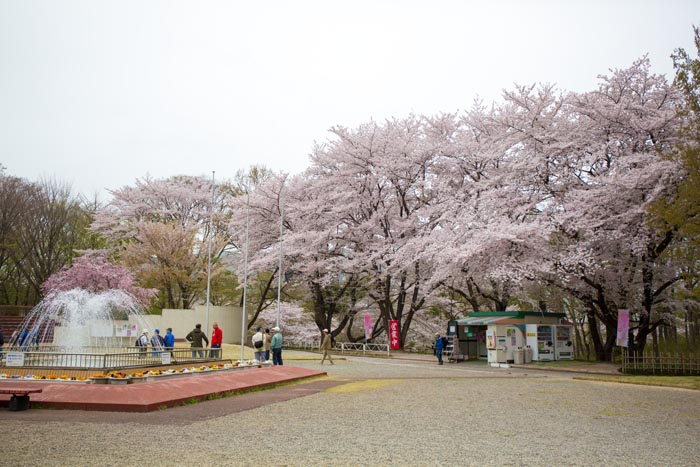 北本市子供公園　満開の桜