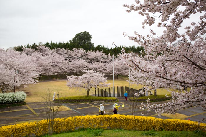 北本市野外活動センター　満開の桜