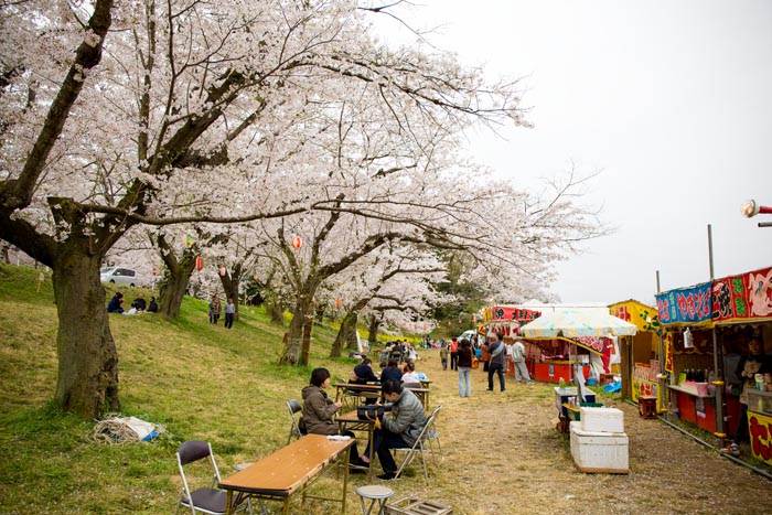 北本自然観察公園　城ヶ谷堤　満開の桜