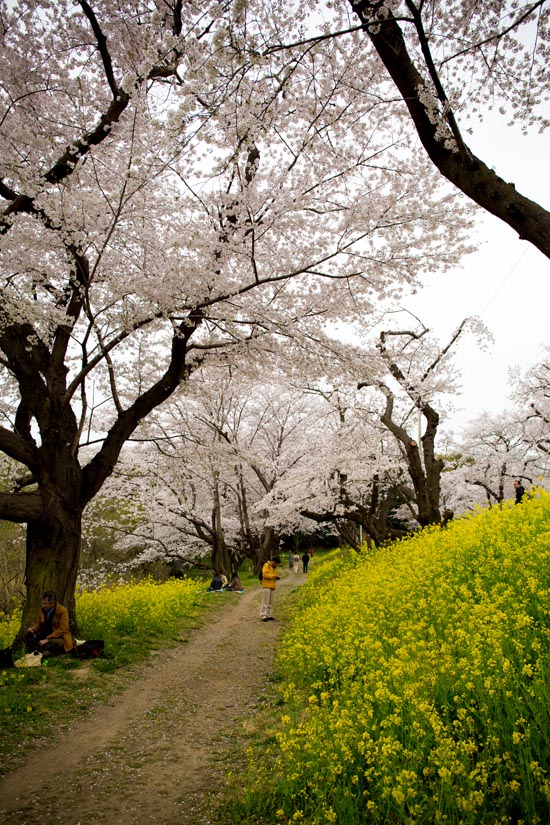 北本自然観察公園　城ヶ谷堤　満開の桜