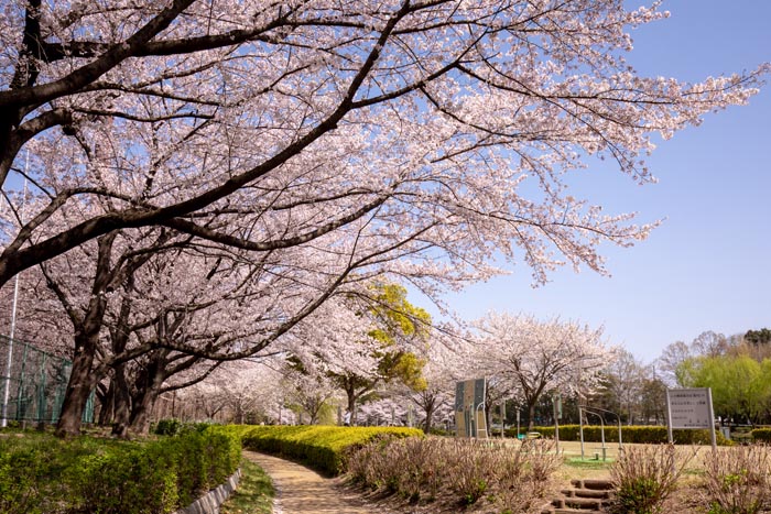北本総合公園 満開の桜