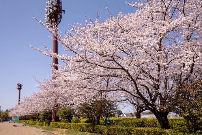 北本総合公園　満開の桜　多目的広場脇の桜並木