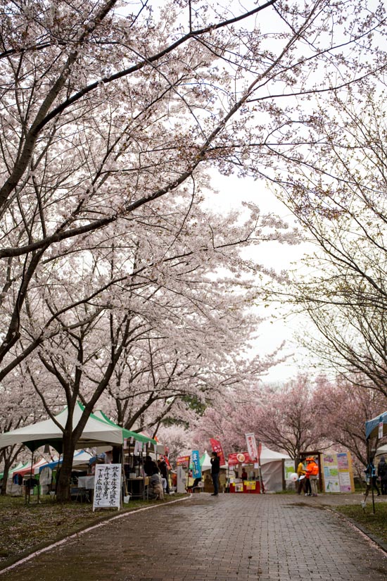 高尾さくら公園　満開の桜