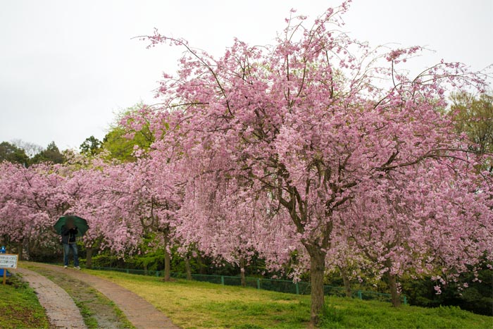 高尾さくら公園　満開の桜