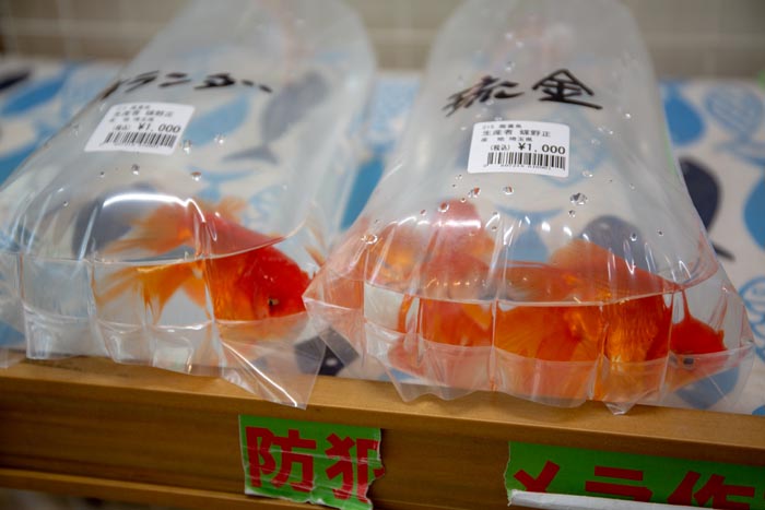キヤッセ羽生 むじなも市場 観賞魚コーナー