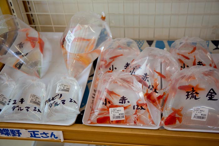 キヤッセ羽生 むじなも市場 観賞魚コーナー