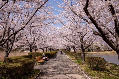 古代蓮の里　満開の桜並木