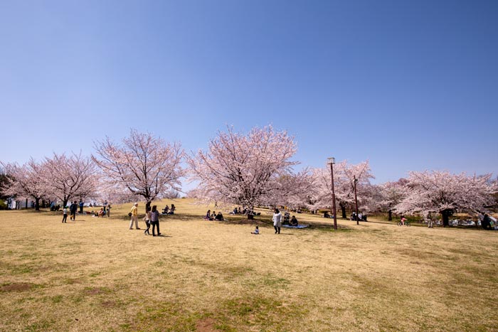 古代蓮の里　満開の桜　見晴らしの丘とお花見広場周辺