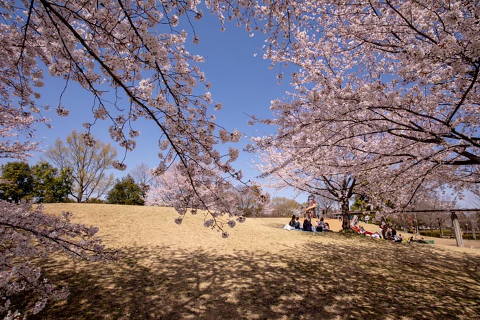 古代蓮の里　満開の桜　遊具広場周辺