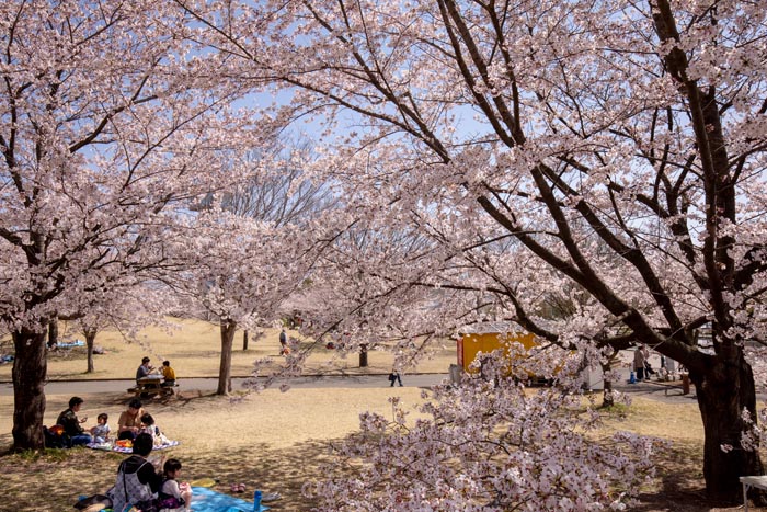 古代蓮の里　満開の桜　遊具広場周辺