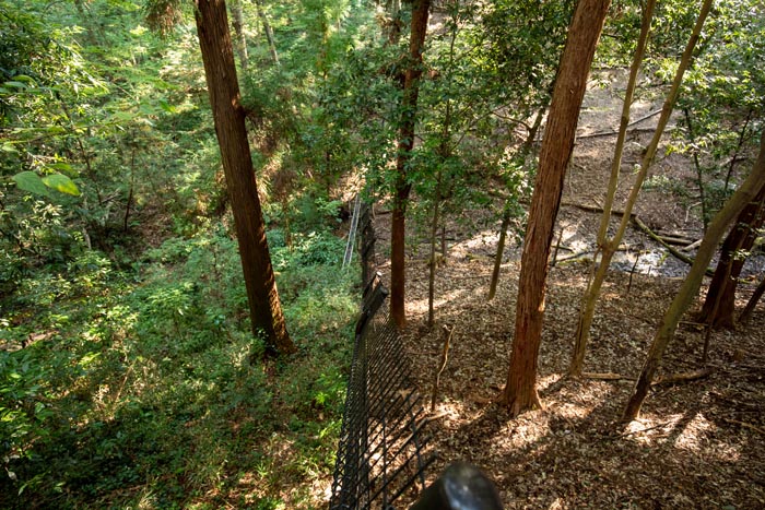 埼玉県こども動物自然公園 コバトンロード シカとカモシカの谷 シカのいない森とシカのいる森 シカに食い尽くされた緑