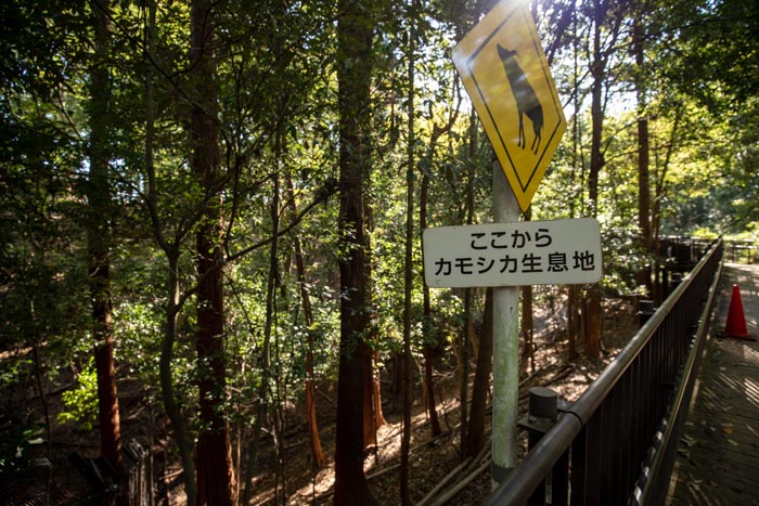 埼玉県こども動物自然公園 コバトンロード シカとカモシカの谷