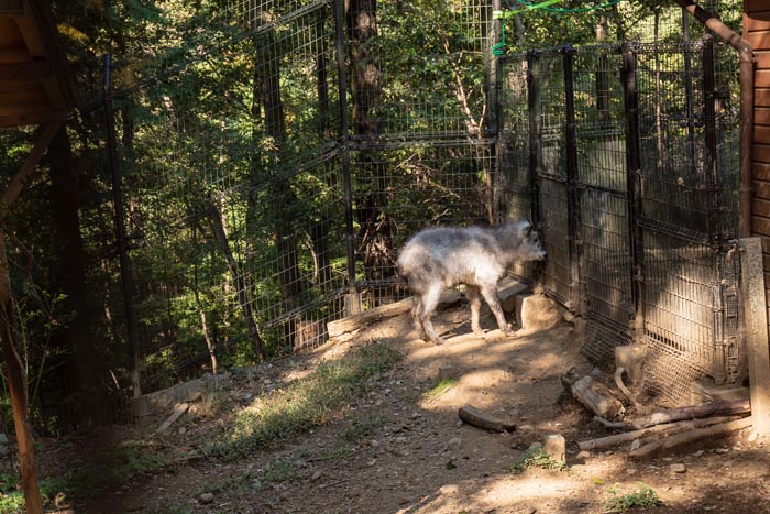 埼玉県こども動物自然公園 コバトンロード シカとカモシカの谷 ニホンカモシカ